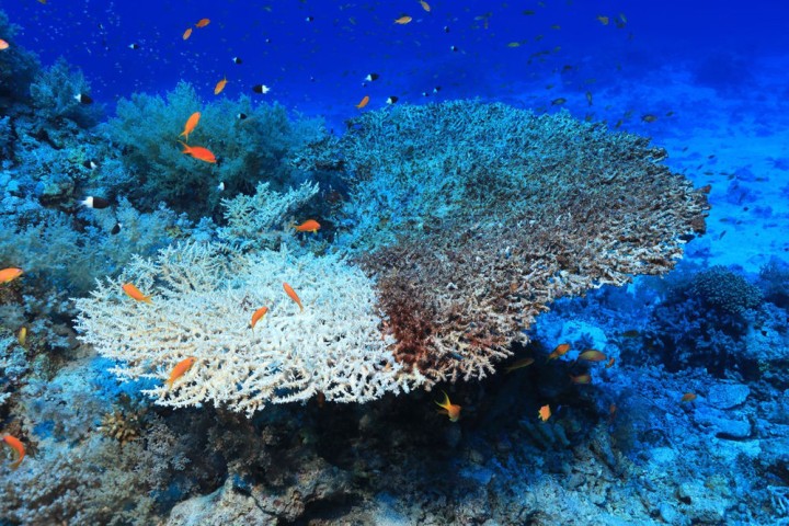 Environnement : disparition inquiétante du récif corallien !