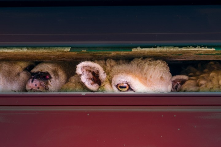 Bien-être animal : vers un renforcement des règles européennes pour le transport d’animaux vivants