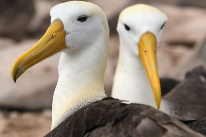 Les albatros divorcent davantage en raison du changement climatique