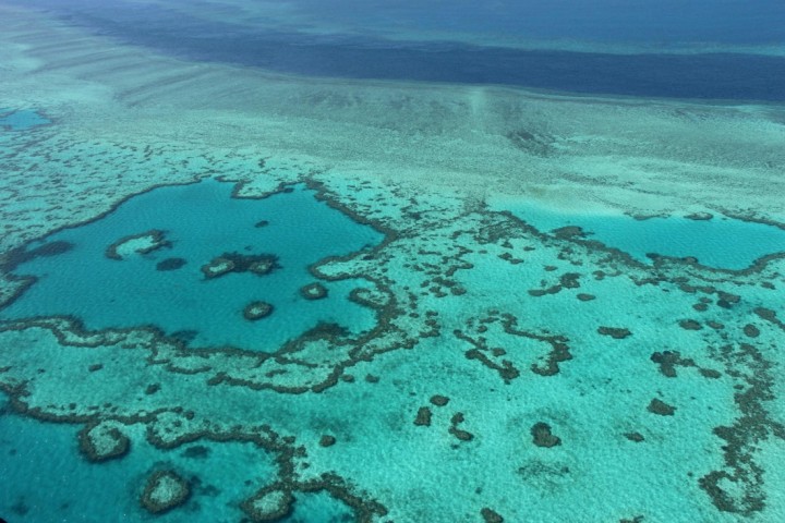 Great Barrier Reef could face another mass bleaching by end of January, forecast says