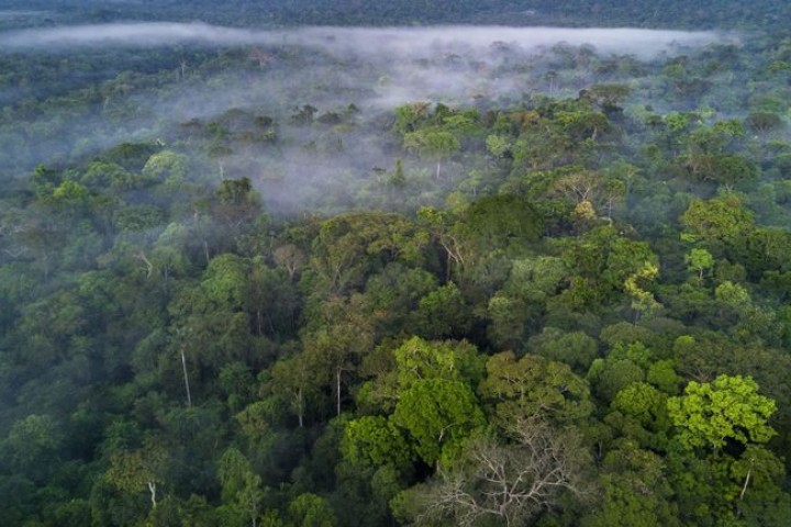 What are the largest rainforests in the world?