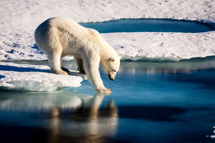 Is climate change pushing polar bears to eat reindeer?