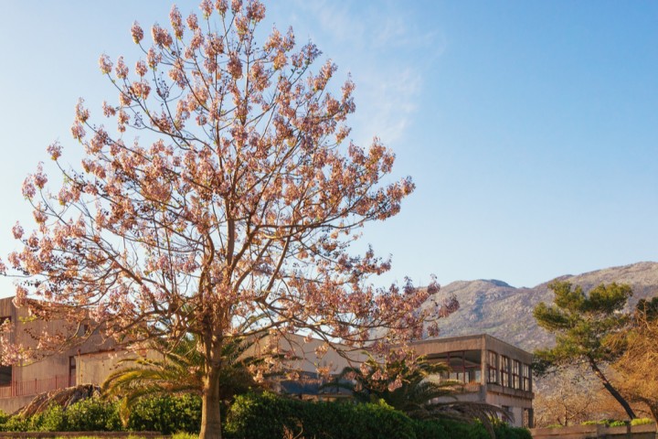 Le Paulownia, ce « super » arbre écologique qui absorbe 10 fois plus de CO2 que les autres