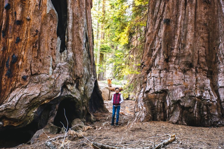 Can we save our sequoias and fire lilies from climate change?