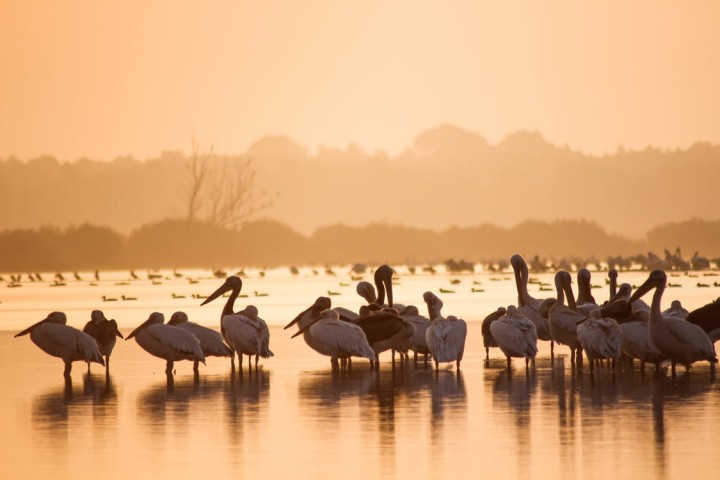 World Wetlands Day 2022: How Wetlands Help Minimise Impact Of Climate Change