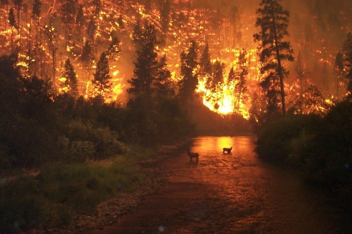Forest fires increasingly affecting rivers and streams, for better and worse