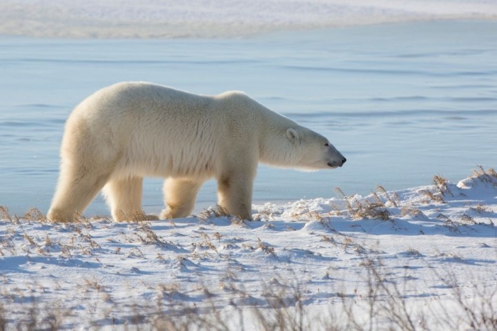 Pourquoi il n’y a pas d’ours polaire en Antarctique ?