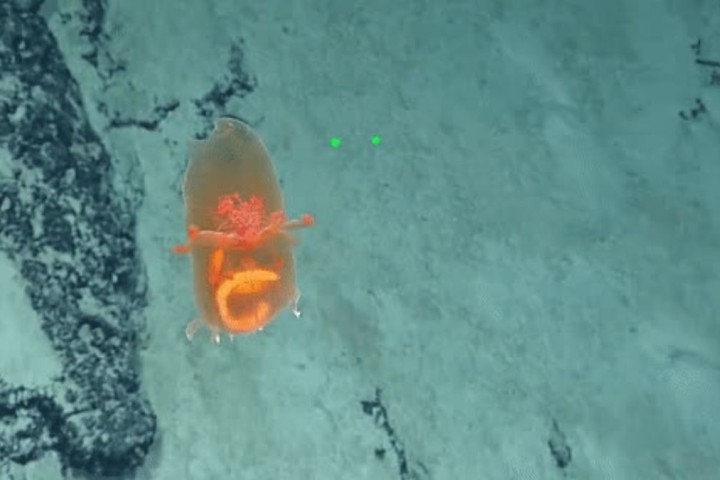 Les scientifiques ont surpris une étrange créature au fond de l’océan Pacifique