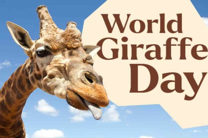World Giraffe Day 2022: Date, Importance and Significance