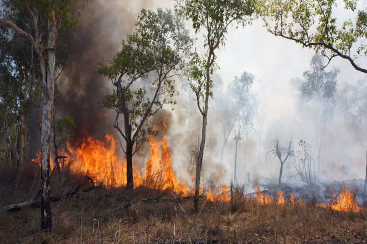 90% des incendies de forêts sont d'origine humaine : comment les éviter ?