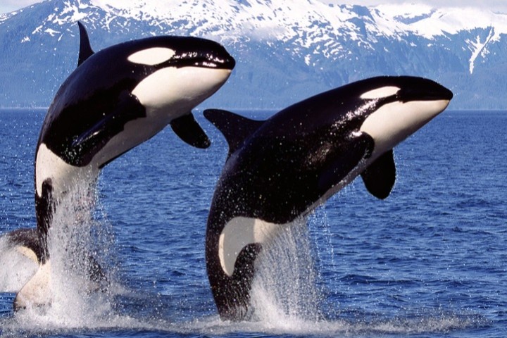 8 faits étonnants sur les orques