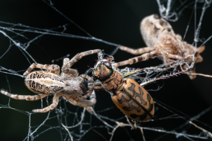 Social spiders have different ways of hunting in groups