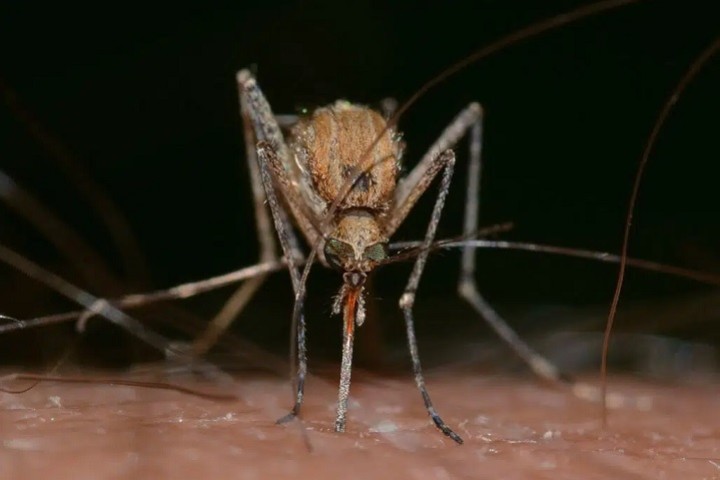 Certaines personnes sont de véritables aimants à moustiques, et une nouvelle étude révèle pourquoi
