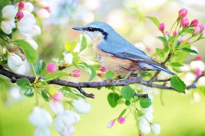 Voir et entendre des oiseaux serait très bénéfique pour la santé mentale