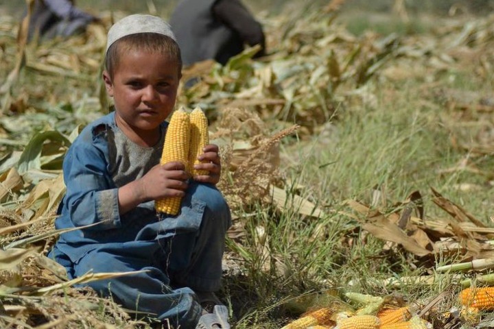 Afghanistan : la moitié de la population en situation d’insécurité alimentaire aiguë, selon le PAM