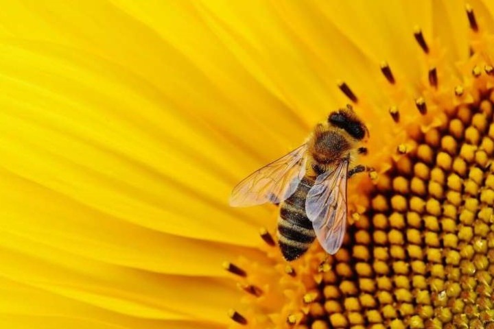 Pollination loss removes healthy foods from global diets, increases chronic diseases causing excess deaths