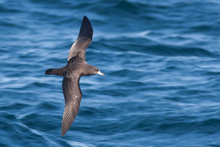 Plasticosis: A new disease caused by plastic that is affecting seabirds
