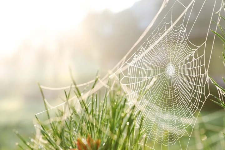 Agriculture : bientôt des araignées pour remplacer certains pesticides ?