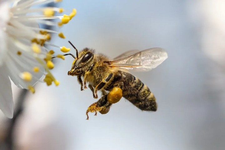 Les abeilles ont une "mémoire de navigation", comme les premiers pilotes !