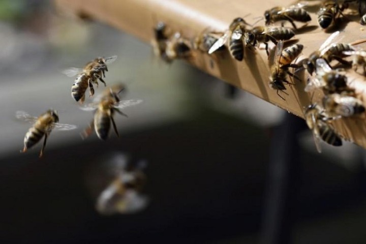 Les abeilles urbaines nous dévoilent une vie invisible cruciale pour notre santé