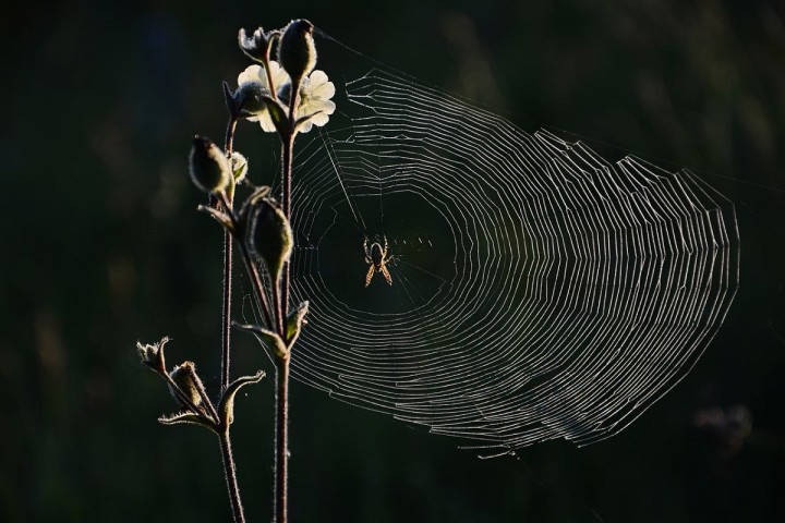 Les araignées, de précieuses alliées menacées en France