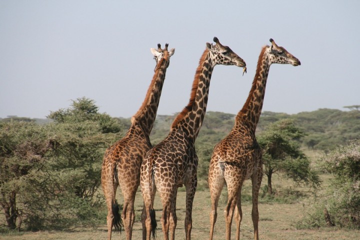 Study shows giraffes can use statistical reasoning