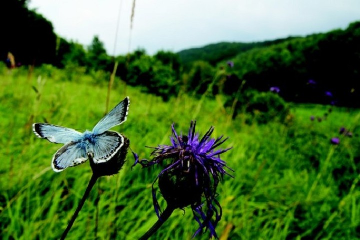 Butterflies on the decline