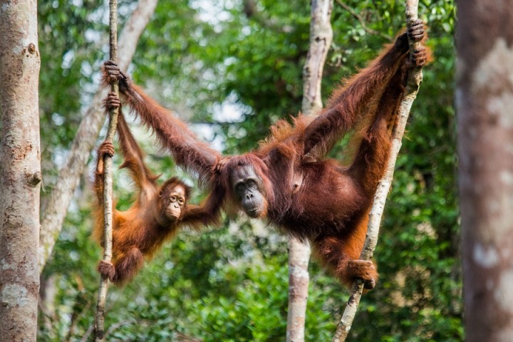 Killing still remains a threat to Bornean orangutans