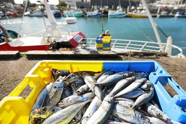 La pêche durable stagne en France et n’échappe pas au changement climatique