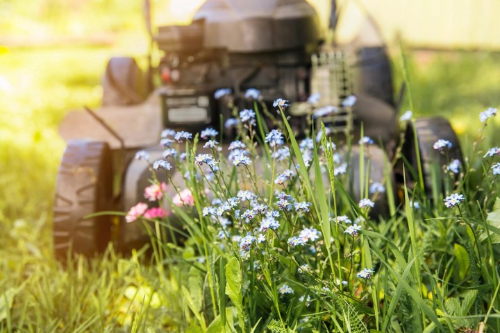 Tondre sa pelouse durant le mois de mai, une mauvaise idée pour la biodiversité ?