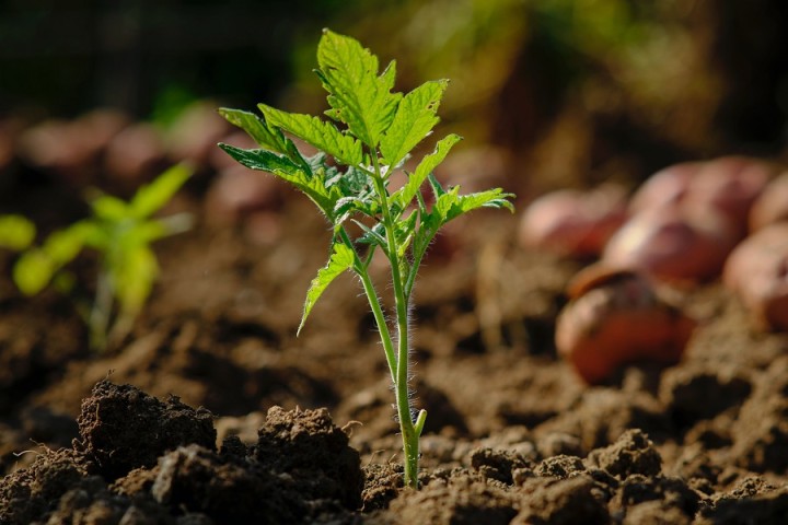 Saturated soils could impact survival of young trees planted to address climate change