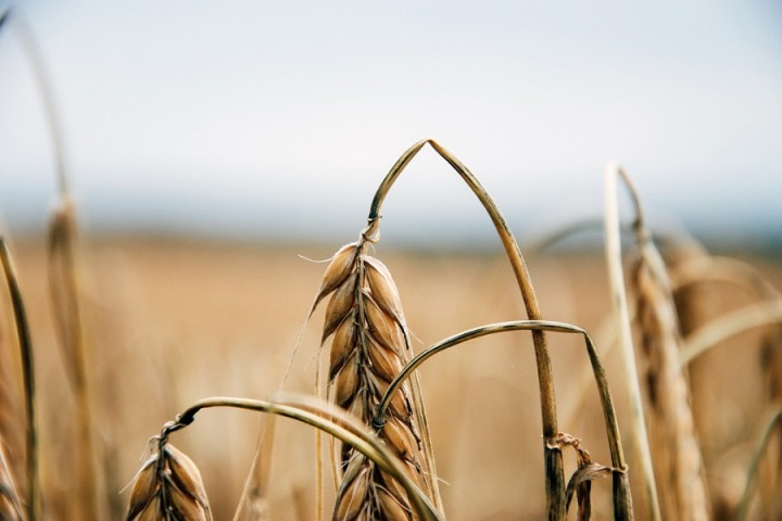 La révolution agricole marocaine défie la sécheresse avec l'aide de la science : vers des semences résistantes !