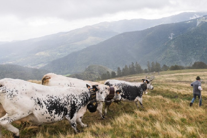 La pratique ancestrale de la transhumance renaît dans les Vosges