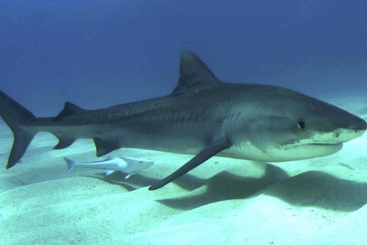 Tiger shark vomits echidna, shocking Australian scientists