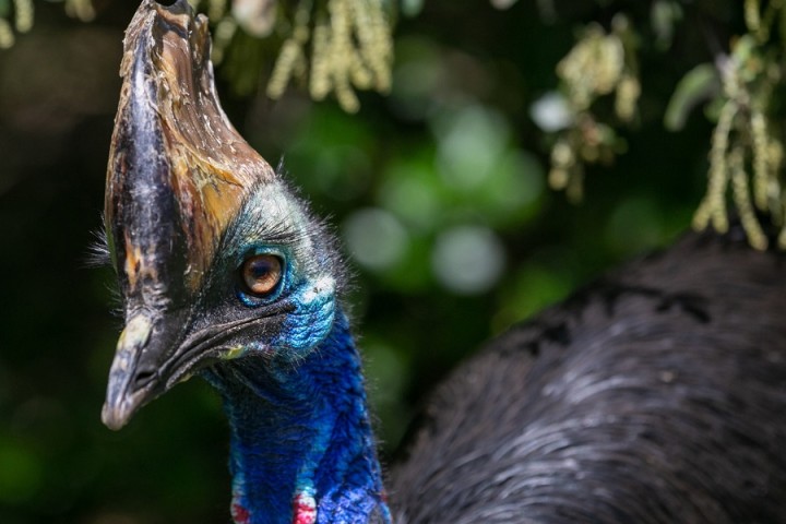 Australie : quel est cet oiseau incapable de voler menacé de disparition ?