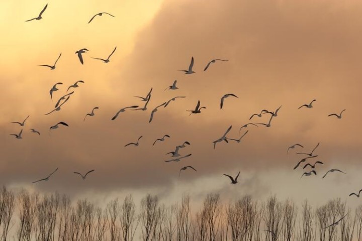 Specialist and migratory birds at greater risk under climate change