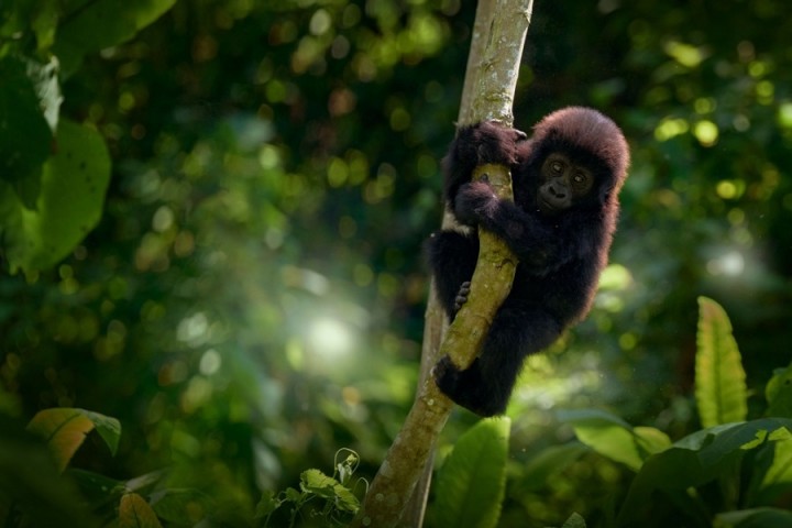 Cette espèce préhistorique de grand singe est la plus petite jamais découverte