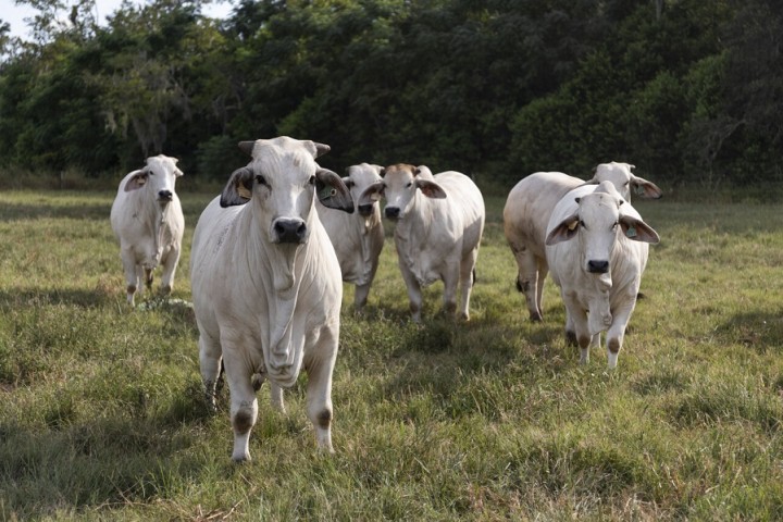 Sweaty cattle may boost food security in a warming world