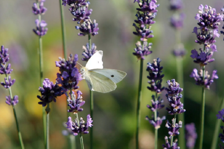 ‘A momentous day for nature’: EU approves first-of-its-kind law that could bring back biodiversity