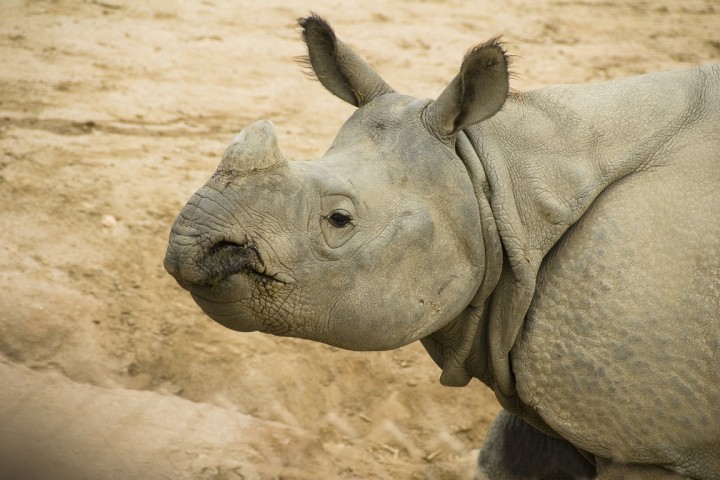 Indonésie: le rhinocéros de Java en très grand danger après une vague de braconnage