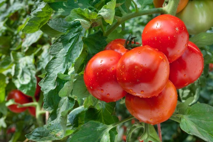 Comment lutter contre le mildiou voire l'oïdium et réussir la culture des courges et tomates au potager ?