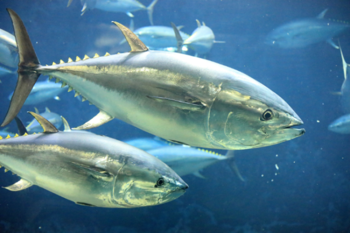 From Overfished to Sustainable Harvests: Pacific Bluefin Tuna Rebound to New Highs