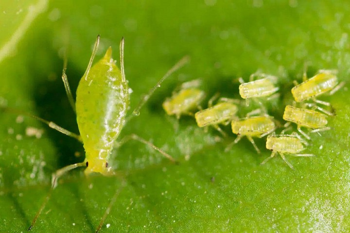 Comment se débarrasser des pucerons ? Les recommandations de l'agronome et expert José David Díaz