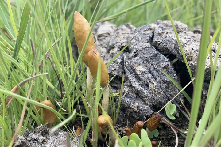 Two new species of Psilocybe mushrooms discovered in southern Africa