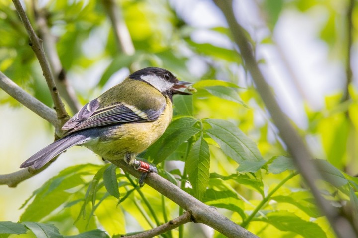 Blue and great tits deploy surprisingly powerful memories to find food