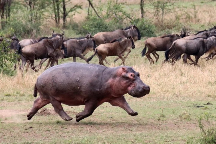 High speed video shows hippos get airborne when running