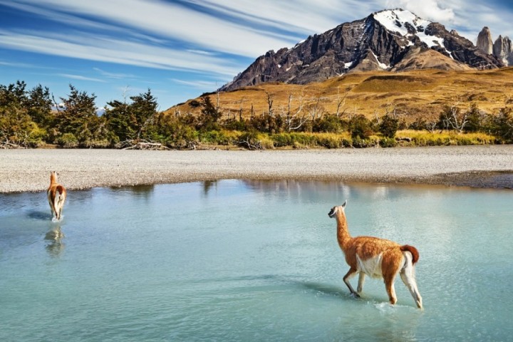 Quel est le continent qui compte le plus d’espèces animales ?