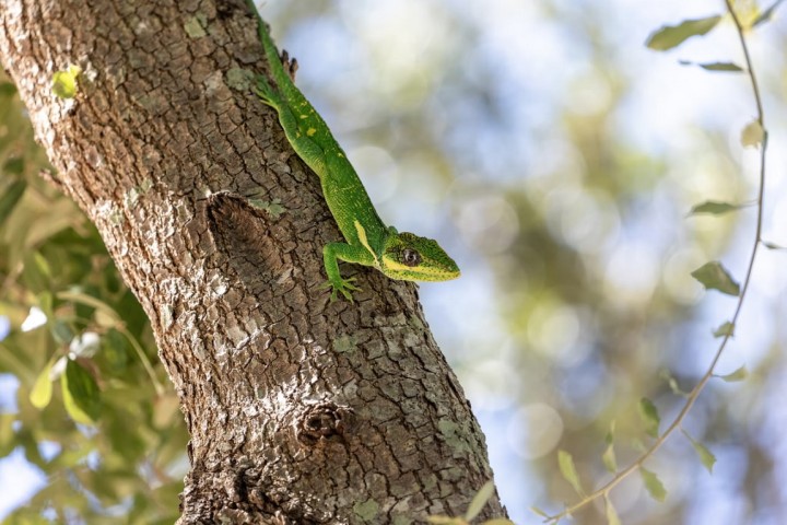 Climate Change Drives Species Relocation, Challenging Policy-Makers