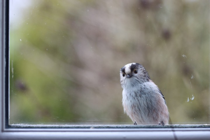 Les radiations affectent les oiseaux de la zone d’exclusion de Tchernobyl