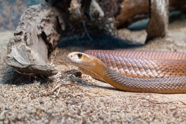 Quel est ce serpent mortel, dont le venin peut tuer jusqu'à 400 personnes ?